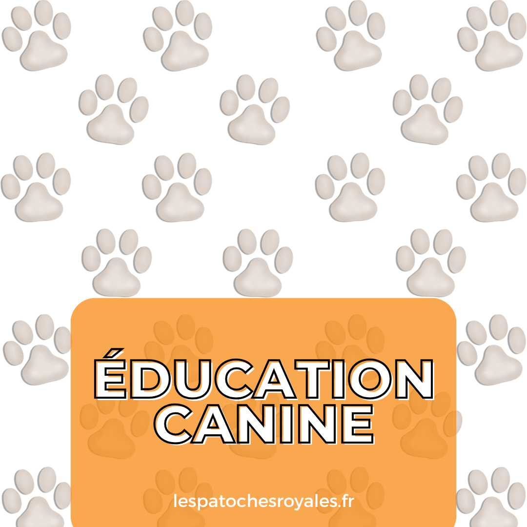 Éducation canine