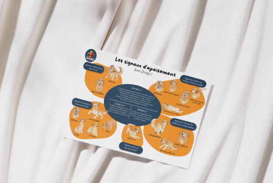 Poster : Les signaux d'apaisements